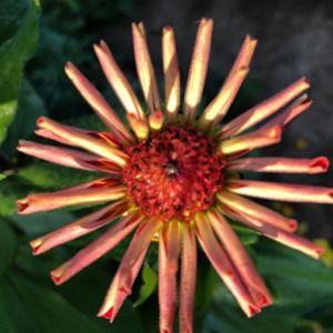 Meet your Posher, Rose